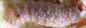 Hypochrysops apollo apollo - Final Larvae